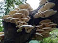 Beautiful and delicious Mushroom Toadstool ; Bongaon, West Bengal, India Royalty Free Stock Photo