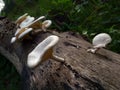 Beautiful and delicious Mushroom Toadstool ; Bongaon, West Bengal, India Royalty Free Stock Photo