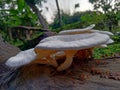 Beautiful and delicious Mushroom Toadstool ; Bongaon, West Bengal, India Royalty Free Stock Photo