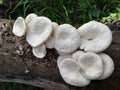 Beautiful and delicious Mushroom Toadstool ; Bongaon, West Bengal, India Royalty Free Stock Photo