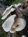 Beautiful and delicious Mushroom Toadstool ; Bongaon, West Bengal, India Royalty Free Stock Photo