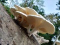 Beautiful and delicious Mushroom Toadstool ; Bongaon, West Bengal, India Royalty Free Stock Photo