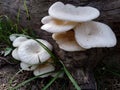 Beautiful and delicious Mushroom Toadstool ; Bongaon, West Bengal, India Royalty Free Stock Photo