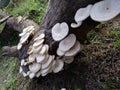 Beautiful and delicious Mushroom Toadstool ; Bongaon, West Bengal, India Royalty Free Stock Photo