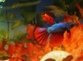 Beautiful delta tail betta fish inside an aquarium Royalty Free Stock Photo