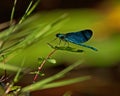 Beautiful Demoiselle, Calopteryx virgo Royalty Free Stock Photo