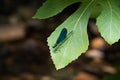 Beautiful Demoiselle Calopteryx virgo on green leaf. Kazdaglari Ida Mountain National Park. Metallic blue and green colors