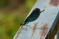 Beautiful demoiselle (Calopteryx virgo) - male