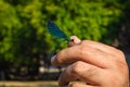 Beautiful Demoiselle Calopteryx Virgo on man`s hand. Metallic blue and green colors