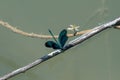 Beautiful demoiselle (Calopteryx virgo) is a species of rare blue-winged dragonfly