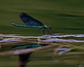 Beautiful Demoiselle, Calopteryx virgo Royalty Free Stock Photo