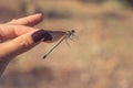 Beautiful Demoiselle Calopteryx Virgo on woman`s hand. Brown, metallic green and yellow colors Royalty Free Stock Photo