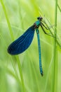 Beautiful demoiselle male damselfly resting among the grasses