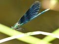 Beautiful demoiselle, male dragonfly on a leaf