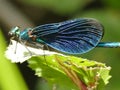 Beautiful demoiselle, male dragonfly