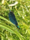 Beautiful demoiselle - special species of dragonflies