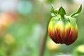 Beautiful Demure Dahlia Bud on the natural background