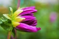 Beautiful Demure Dahlia Bud on the natural background