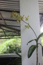 Beautiful dendrobium bigibbum orchid flower Royalty Free Stock Photo