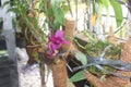 Beautiful dendrobium bigibbum orchid flower Royalty Free Stock Photo
