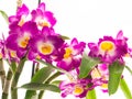 Beautiful Dendrobium Comet King flowers Akatsuki orchid on white background