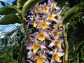 Beautiful Dendrobium hybrid blossoms spotted in greenhouse