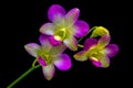 Beautiful dendrobium nopporn pink yellow orchids Royalty Free Stock Photo