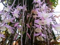 Beautiful dendrobium orchid