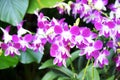 Beautiful Dendrobium Orchids