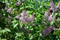 Beautiful dense bushes of tender violet lilacs Royalty Free Stock Photo