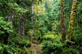 Beautiful dense forest in Sooke, Vancouver Island, Canada