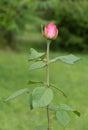 A beautiful dense small pink rose bud against a blurry background of a green garden. Royalty Free Stock Photo