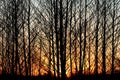 Beautiful dense symmetrical forest at sunset filled with tall thin trees siluets with branches without leaves