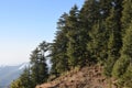 Beautiful deodar tree forest hill in Barot, Mandi, Himachal Pradesh, India