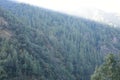 Beautiful deodar tree forest hill in Barot, Mandi, Himachal Pradesh, India