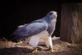 A beautiful desert buzzard in a zoo Royalty Free Stock Photo