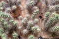 Beautiful  desert cactus flower closeup Royalty Free Stock Photo