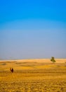 A beautiful desert with a camel and lonely tree in UAE, hatta, madaam Royalty Free Stock Photo