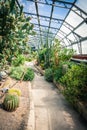 Exotic succulent plants in the greenhouse Royalty Free Stock Photo