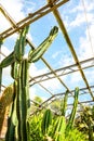 Exotic succulent plants in the greenhouse Royalty Free Stock Photo