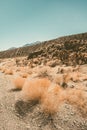 Beautiful desert landscape in the Mojave in Nevada