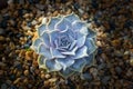 Beautiful desert plant inside Singapore botanical garden