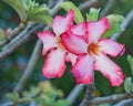 Close up of two vibrant Desert Rose flowers Royalty Free Stock Photo