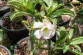 Beautiful Desert rose flower Blooming in the home garden on background Royalty Free Stock Photo