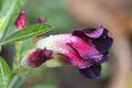 Beautiful Desert rose flower in the garden with blurry green leaf in the background Royalty Free Stock Photo