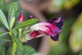 Beautiful Desert rose flower in the garden with blurry green leaf in the background Royalty Free Stock Photo