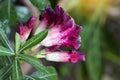 Beautiful Desert rose flower in the garden with blurry green leaf in the background Royalty Free Stock Photo