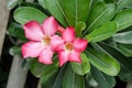 Beautiful Desert rose flower in the garden with blurry green leaf in the background, Mock azalea flowers Royalty Free Stock Photo