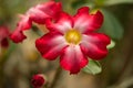 Beautiful Desert rose flower in the garden with blurry green leaf in the background, Mock azalea flowers Royalty Free Stock Photo