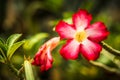 Beautiful Desert rose flower in the garden with blurry green leaf in the background, Mock azalea flowers Royalty Free Stock Photo